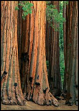 Sequoia (Sequoia giganteum) trunks. Sequoia National Park ( color)
