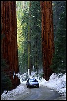 Road and Sequoias in winter. Sequoia National Park, California, USA. (color)
