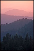Receding tree-covered mountain ridges at sunset. Sequoia National Park, California, USA. (color)