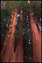 Cluster of giant sequoia trees. Sequoia National Park ( color)