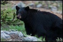 Black bear, Lodgepole. Sequoia National Park ( color)