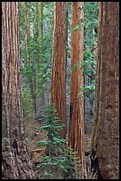 Sequoias forest. Sequoia National Park, California, USA. (color)