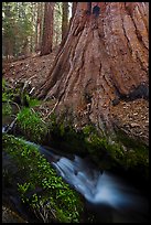 Brook at the base of giant sequoia tree. Sequoia National Park ( color)