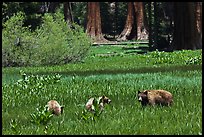 Mother and bear cubs with sequoia trees behind. Sequoia National Park, California, USA. (color)
