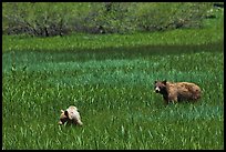 Mother bear and cub grazing in Round Meadow. Sequoia National Park, California, USA. (color)