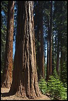Sunlit sequoia forest. Sequoia National Park ( color)