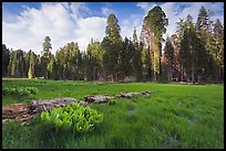 Crescent Meadow, late afternoon. Sequoia National Park, California, USA. (color)