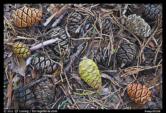 Close-up of cones of the sequoia trees. Sequoia National Park (color)