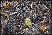 Close-up of cones of the sequoia trees. Sequoia National Park, California, USA. (color)