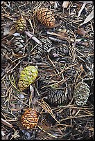 Close-up of fallen sequoia cones. Sequoia National Park, California, USA. (color)