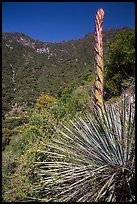 Yucca stem and forested slopes. Sequoia National Park ( color)