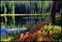 Shrubs in autumn foliage and reflections, Siesta Lake. Yosemite National Park, California, USA.
