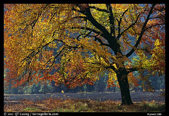 Elm Tree in autumn, Cook meadow. Yosemite National Park (color)