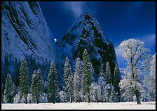 Frozen trees and Cathedral Rocks, early morning. Yosemite National Park, California, USA.
