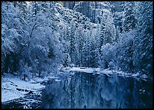 Snowy trees and rock wall reflected in Merced River. Yosemite National Park ( color)