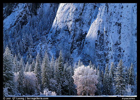 Trees and cliff with fresh snow, Cathedral Rocks. Yosemite National Park, California, USA.