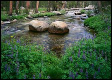Lupine, boulders, Tuolumne River in forest. Yosemite National Park, California, USA. (color)
