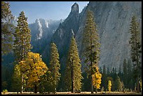 Oaks, pine trees, and rock wall. Yosemite National Park, California, USA.