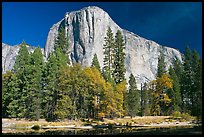 Trees along  Merced River and El Capitan. Yosemite National Park, California, USA. (color)