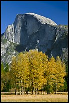 Aspens and Half Dome in autumn. Yosemite National Park, California, USA.