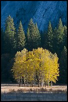 Aspens, Pine trees, and cliffs, late afternoon. Yosemite National Park, California, USA. (color)