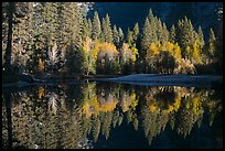 Sunlit trees and reflections, Merced River. Yosemite National Park, California, USA.