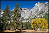 Aspens, pine trees, and Yosemite Falls wall in autum. Yosemite National Park, California, USA.
