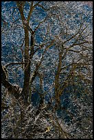 Branches of Elm tree and light. Yosemite National Park, California, USA. (color)