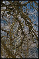 Dendritic branches pattern. Yosemite National Park, California, USA. (color)