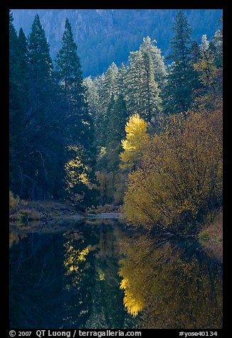 Sunlit autumn tree, Merced River. Yosemite National Park, California, USA.