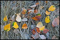 Leaves and grass with frost. Yosemite National Park, California, USA. (color)