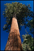 Towering sequoia tree, Mariposa Grove. Yosemite National Park, California, USA.