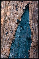 Bark detail of oldest tree in Mariposa Grove. Yosemite National Park, California, USA.