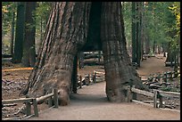 California tunnel tree, Mariposa Grove. Yosemite National Park, California, USA. (color)