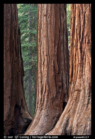 Base of sequoia tree trunks, Mariposa Grove. Yosemite National Park, California, USA.