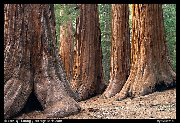 Sequoias called Bachelor and three graces, Mariposa Grove. Yosemite National Park (color)