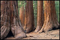 Sequoias called Bachelor and three graces, Mariposa Grove. Yosemite National Park ( color)