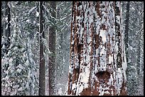 Giant Sequoia plastered with snow, Tuolumne Grove. Yosemite National Park, California, USA.