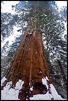 Giant sequoia seen from the base with fresh snow, Tuolumne Grove. Yosemite National Park, California, USA.