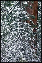 Tree branches and tree trunks with fresh snow, Tuolumne Grove. Yosemite National Park, California, USA.