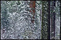 Snowy forest  and tree trunks, Tuolumne Grove. Yosemite National Park, California, USA. (color)
