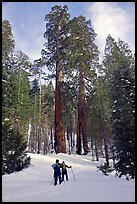 Skiing towards the Clothespin tree, Mariposa Grove. Yosemite National Park, California, USA. (color)