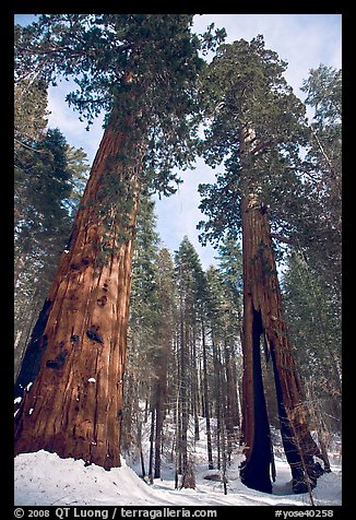 Two giant sequoia trees, one with a large opening in trunk, Mariposa Grove. Yosemite National Park (color)