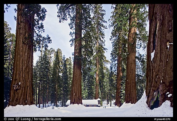 Giant sequoias, Upper Mariposa Grove, Museum, and snow. Yosemite National Park, California, USA.