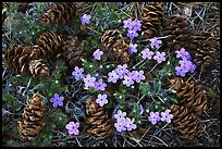 Pine cones and flowers, Hetch Hetchy Valley. Yosemite National Park, California, USA. (color)