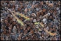 Close-up of pine cones and needles. Yosemite National Park, California, USA.