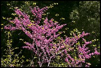 Redbud tree in bloom, Lower Merced Canyon. Yosemite National Park, California, USA. (color)