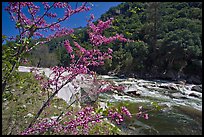 Redbud in bloom and Merced River, Lower Merced Canyon. Yosemite National Park, California, USA.