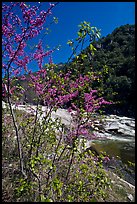 Redbud tree and Merced River, Lower Merced Canyon. Yosemite National Park, California, USA. (color)