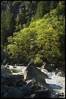 Tree recently leafed out and Merced River. Yosemite National Park, California, USA.